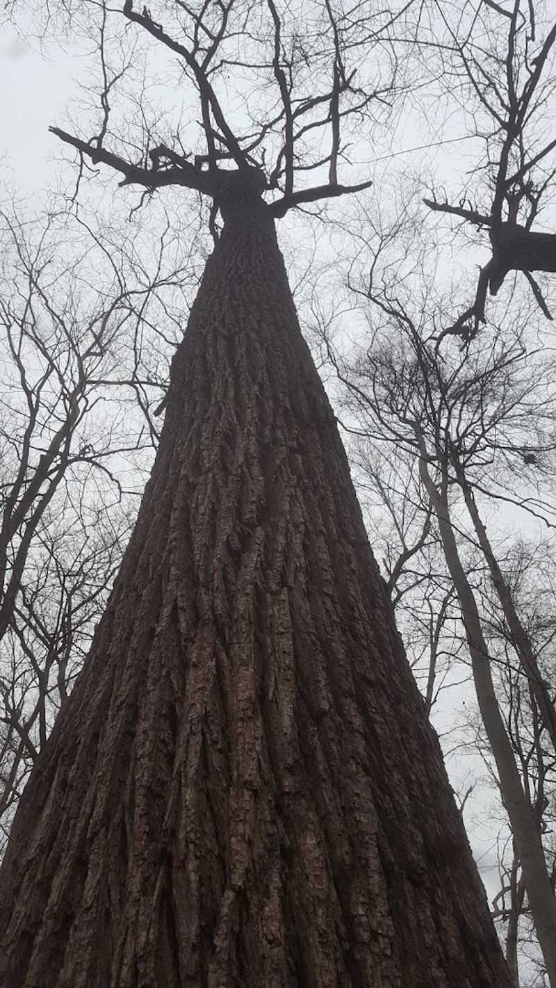 Skip the Crowds and Find Real Forest Quiet Here