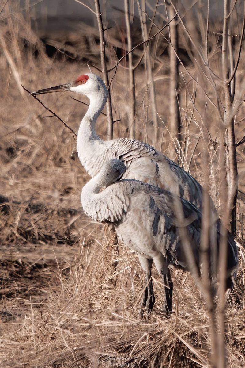 Skip the Crowds and Find Sandhill Cranes in Winter