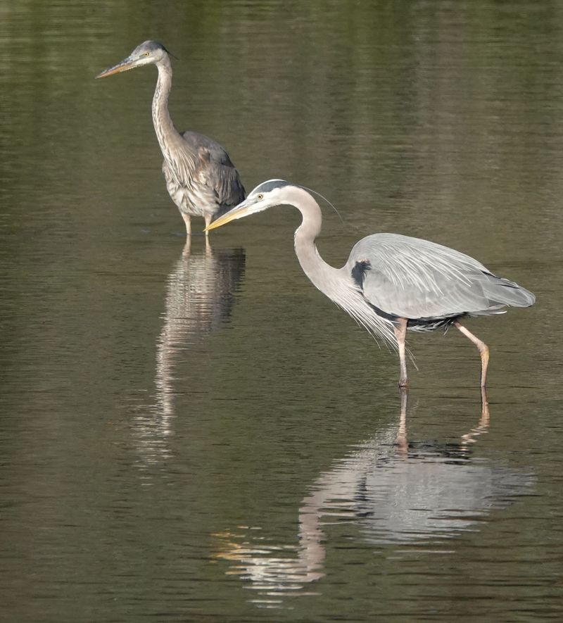 Skip the Crowds and Watch River Wildlife Skip the Crowds and Watch River Wildlife