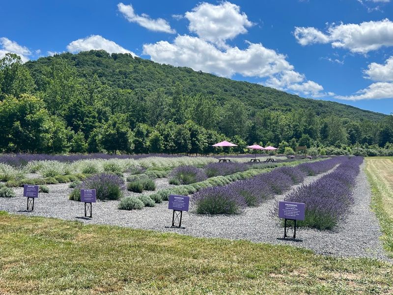 Soaps, Lotions, and Skincare Made From the Fields
