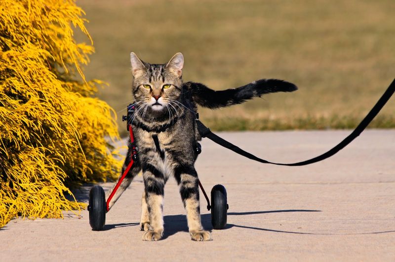Special Needs Cats Get the Spotlight They Deserve Special Needs Cats Get the Spotlight They Deserve