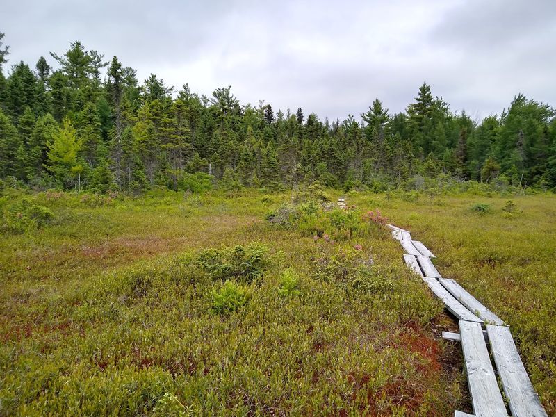 Sphagnum Moss, The Bog's True Architect Sphagnum Moss, The Bog's True Architect