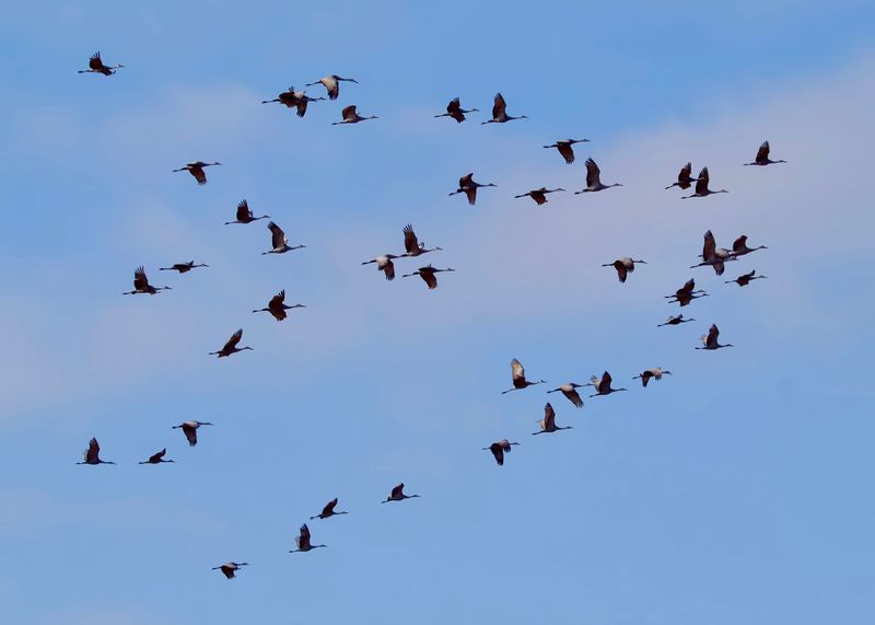 Spot Birds That Flew Across the Entire Gulf of Mexico to Land Here