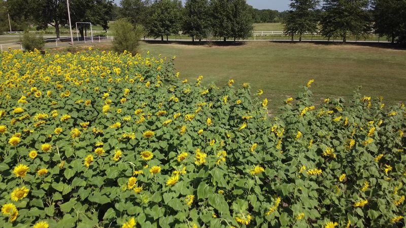 Staggered Planting Means the Blooms Keep Coming