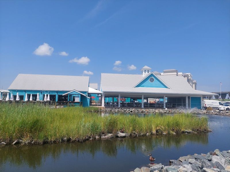 Steamed Crabs Done the Maryland Way