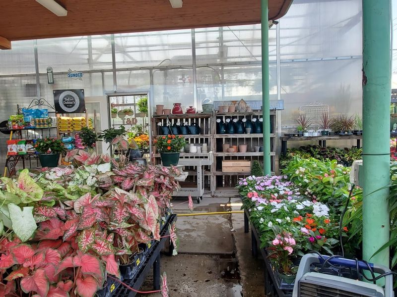 Stepping Into the Greenhouse Experience