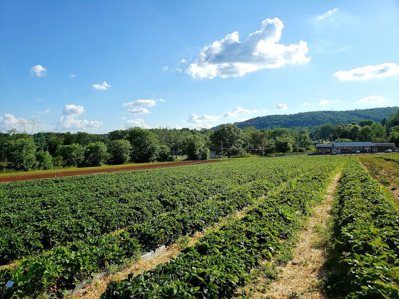 Strawberry Season Strawberry Season