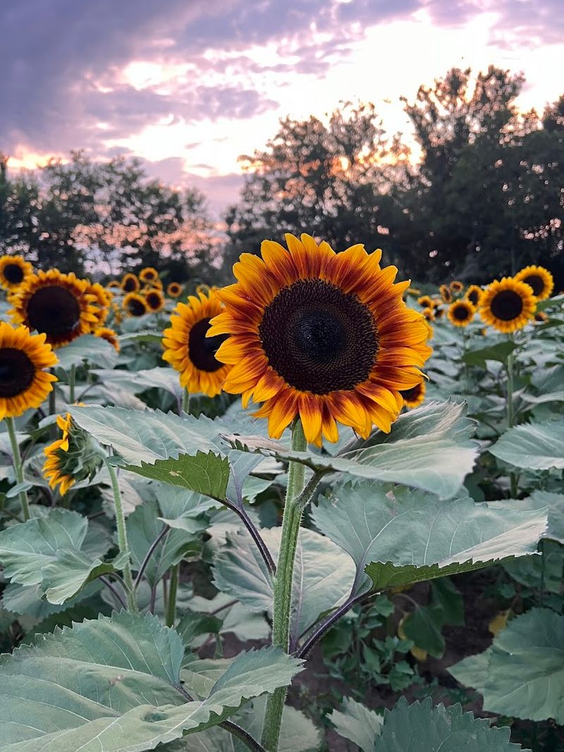 Sunny Acres Farm, Mounds