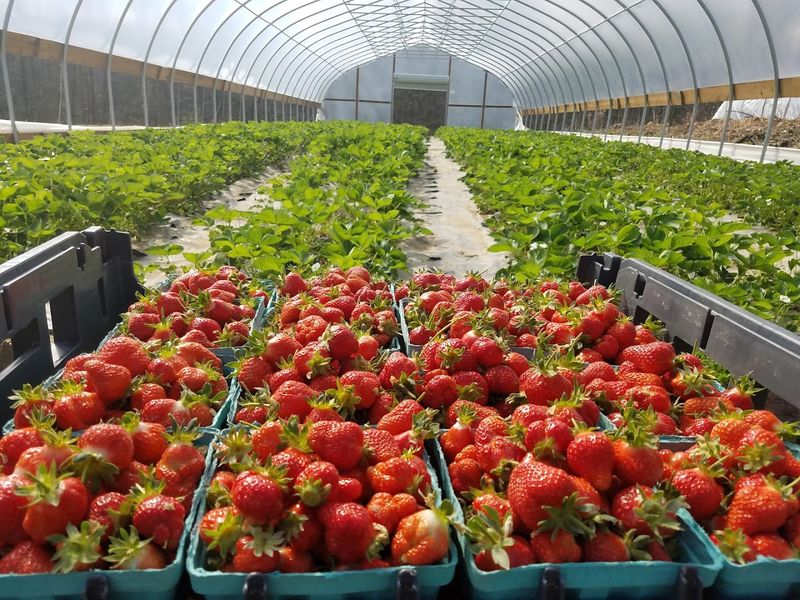 Sunset Berry Farm Sunset Berry Farm