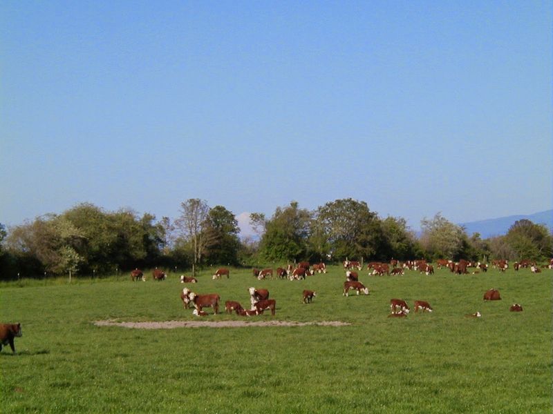 Supporting Local Agriculture in the Willamette Valley