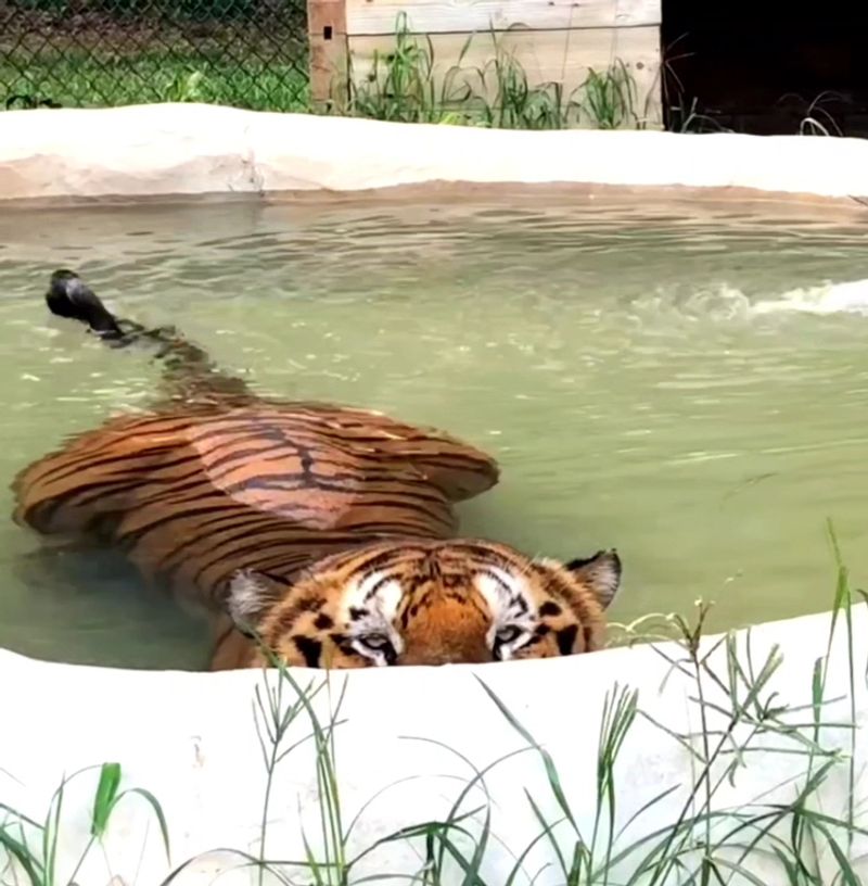 Supporting Real Animal Rescue With Every Visit Supporting Real Animal Rescue With Every Visit