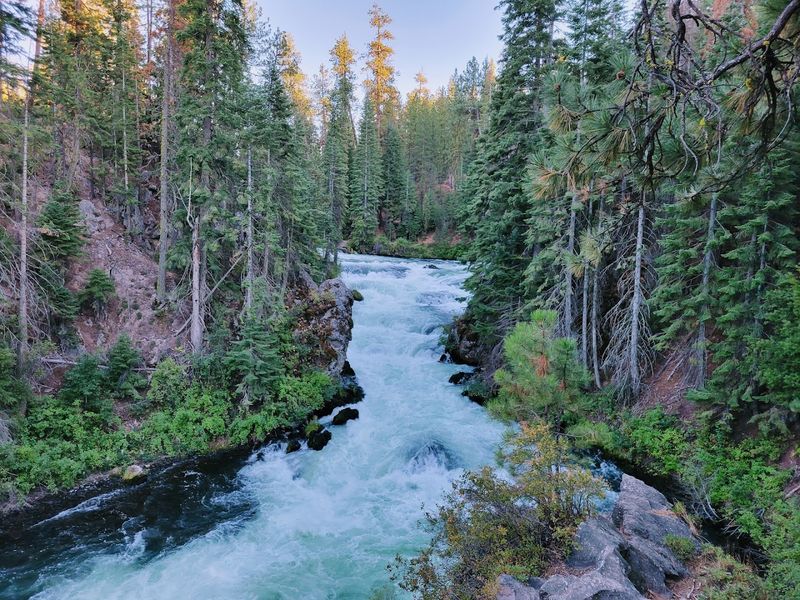 Swimming and Playing at Forest Rivers