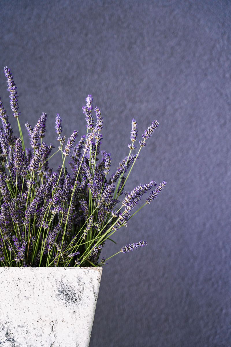 Take a Plant Home and Grow Your Own Lavender