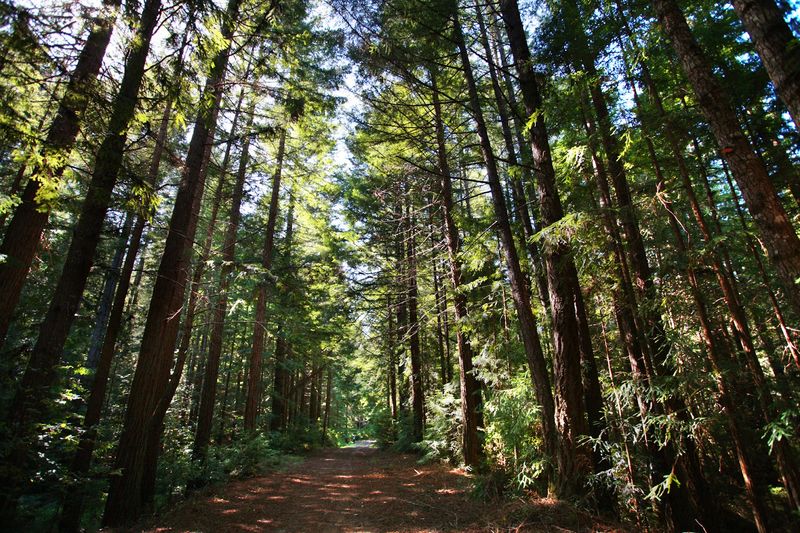 Tall Pines Trail: A Short Walk That Leaves a Lasting Impression Tall Pines Trail: A Short Walk That Leaves a Lasting Impression
