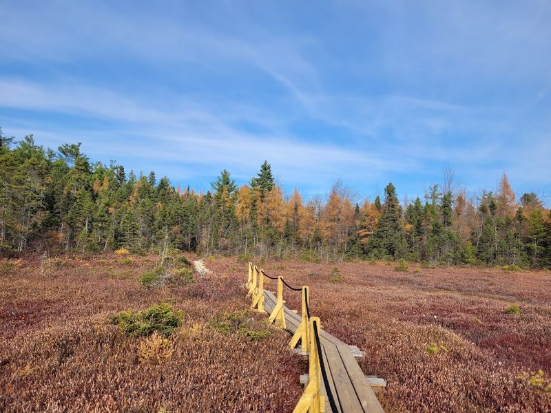 Tamarack and Black Spruce Trees Stunted by the Bog's Harsh Conditions Tamarack and Black Spruce Trees Stunted by the Bog's Harsh Conditions