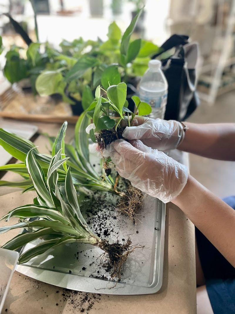 Terrarium Building Workshops That Make the Best Dates