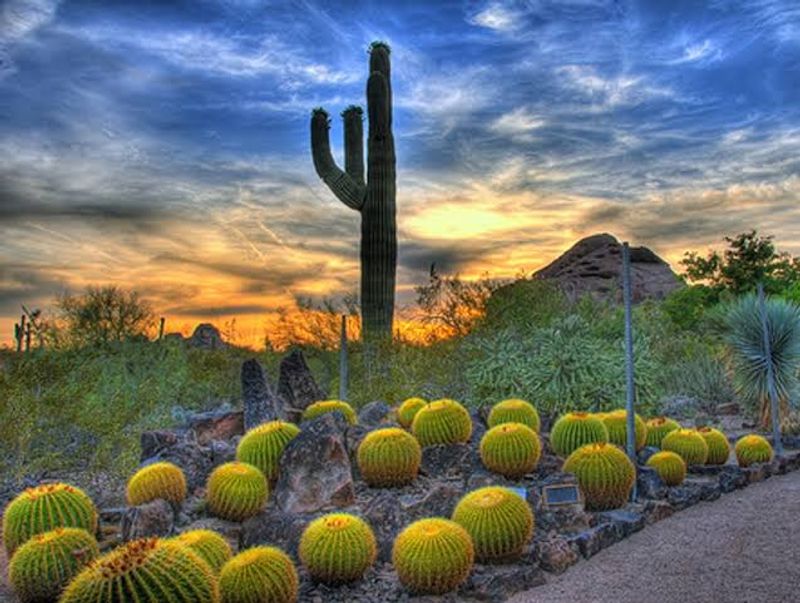 That First Walk Through The Cactus-lined Entrance That First Walk Through The Cactus-lined Entrance