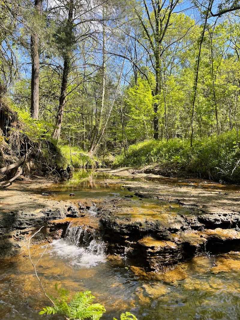The 70-Million-Year-Old Fossils Are Hiding Right in the Creek Bed The 70-Million-Year-Old Fossils Are Hiding Right in the Creek Bed