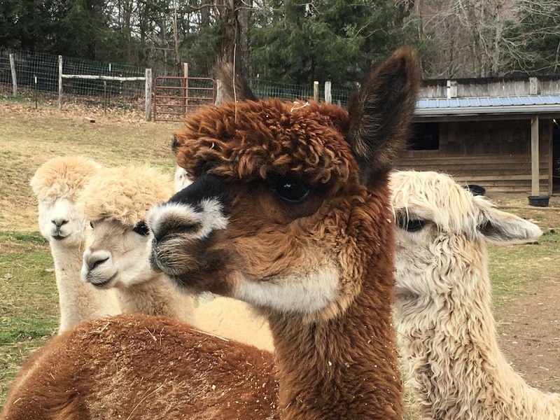 The Alpacas Really Do Steal The Show The Alpacas Really Do Steal The Show