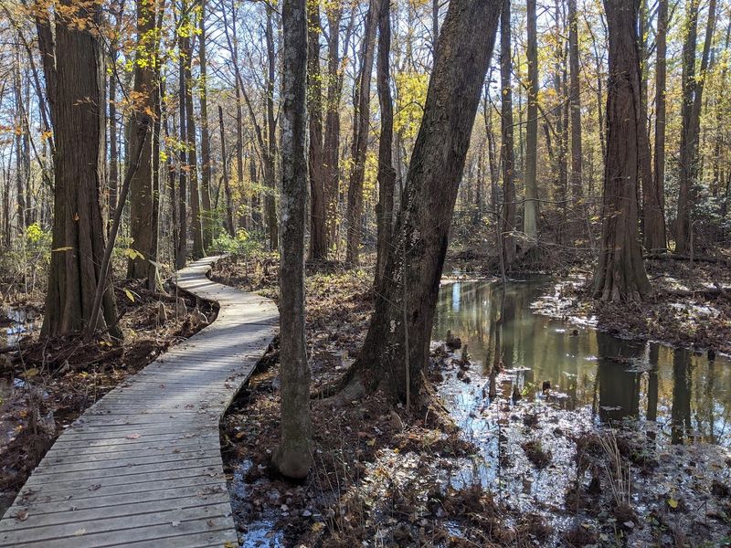 The Ancient Bald Cypress Trees That Defy Expectation