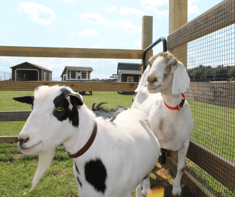 The Animal Area Feels Unexpectedly Sweet