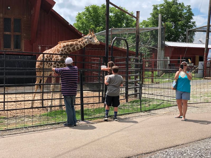 The Animals Are Not Shy About Snacks The Animals Are Not Shy About Snacks