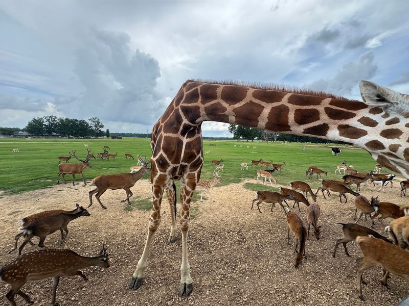 The Animals Do Not Stay Far Away