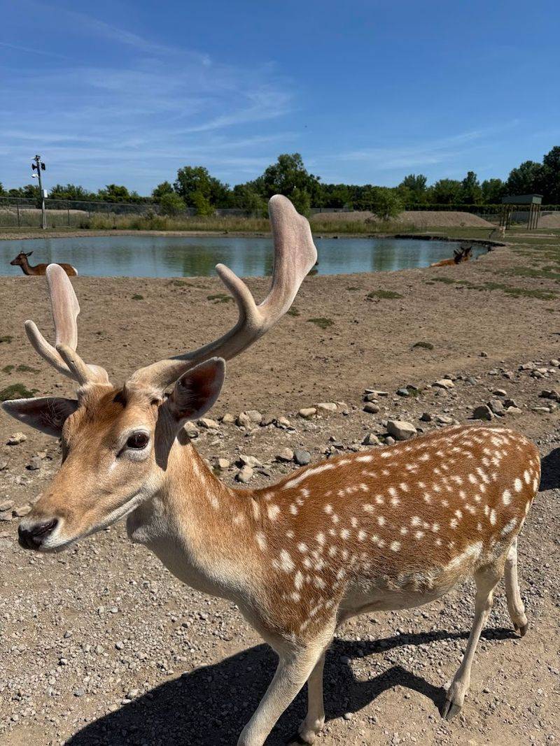 The Animals Really Do Come Close The Animals Really Do Come Close