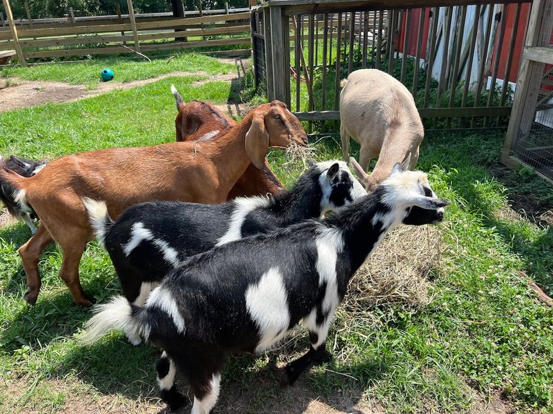 The Animals That Will Absolutely Make Your Day