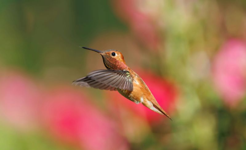 The Annual Hummingbird Migration Celebration The Annual Hummingbird Migration Celebration