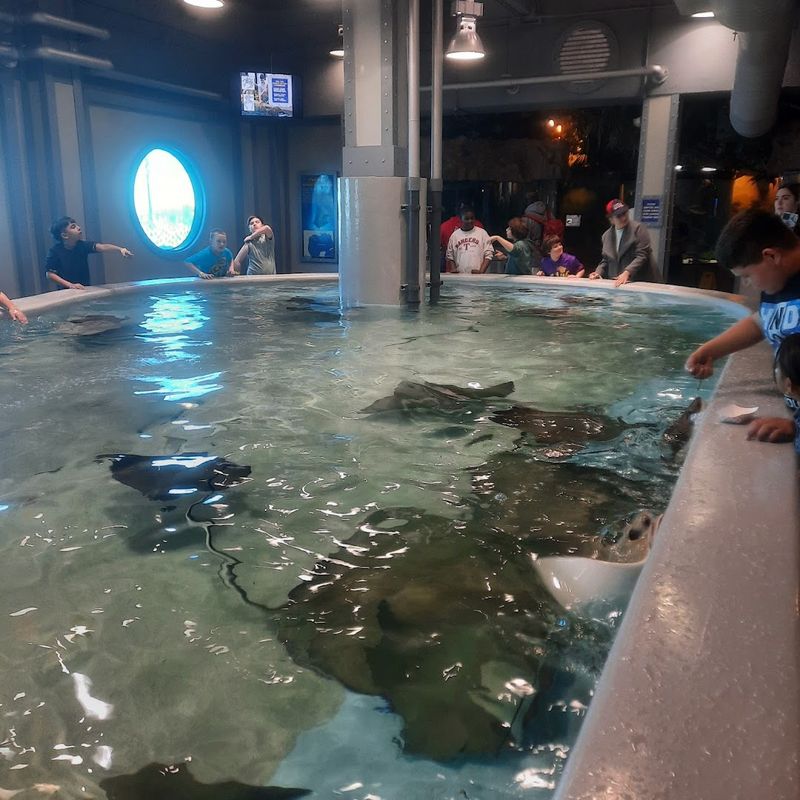 The Aquarium Restaurant and Stingray Reef, Where Dinner Meets Discovery