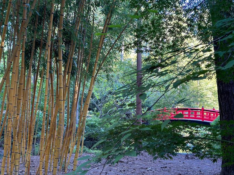 The Asiatic Arboretum Changes The Mood The Asiatic Arboretum Changes The Mood