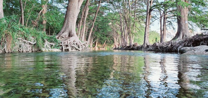 The Bald Cypress Trees Are Quietly Struggling