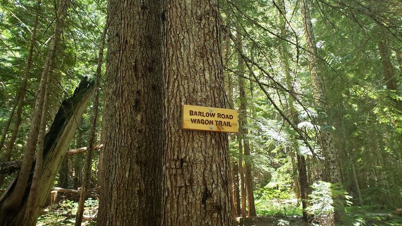 The Barlow Road: A Trail Paved with Desperation
