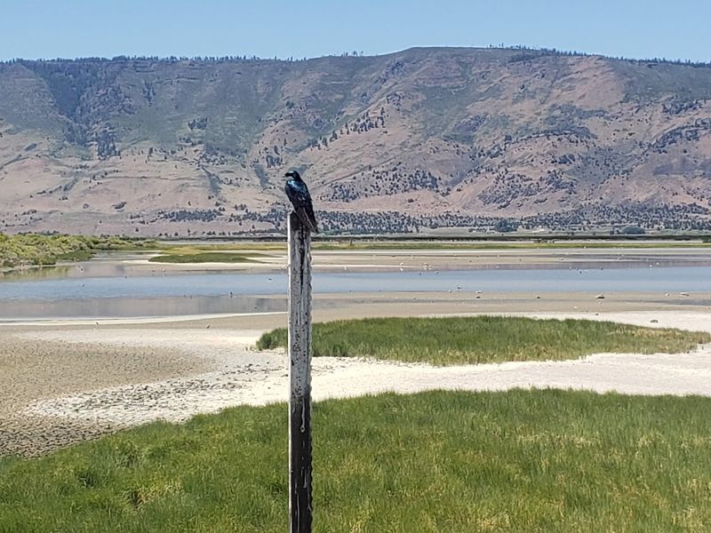 The Best Times to Visit for Wildlife Watching