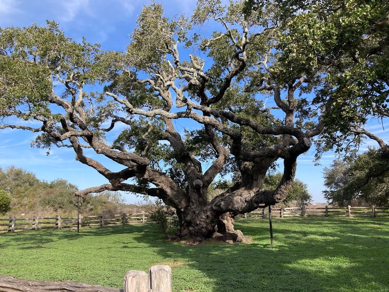 The Big Tree, a Living Giant With an Ancient Soul