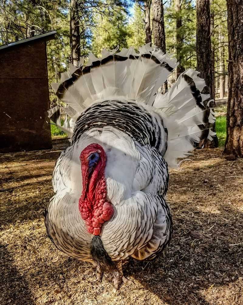 The Bird Shows And Encounters Add Variety