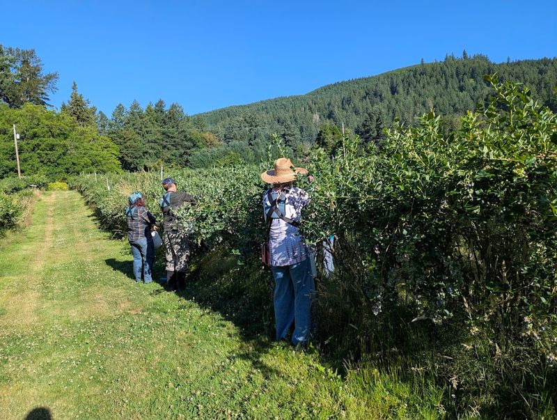 The Blueberry Festival That Turns a Farm Into a Community Event