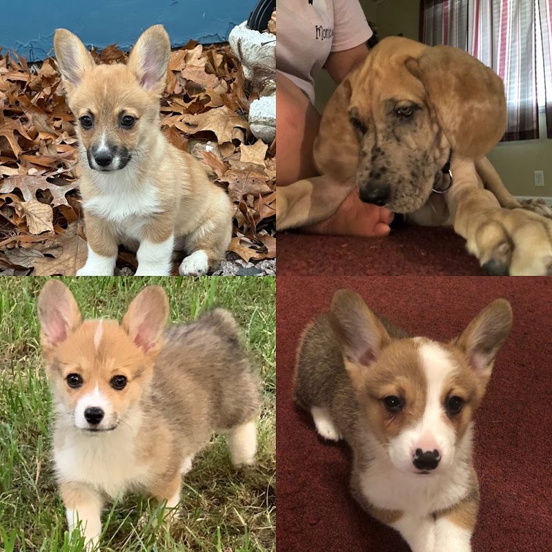 The Breeds You Might Find on Any Given Day The Breeds You Might Find on Any Given Day