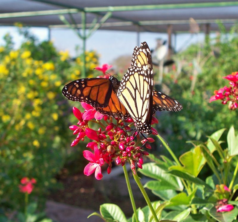 The Butterfly House and Butterfly Garden