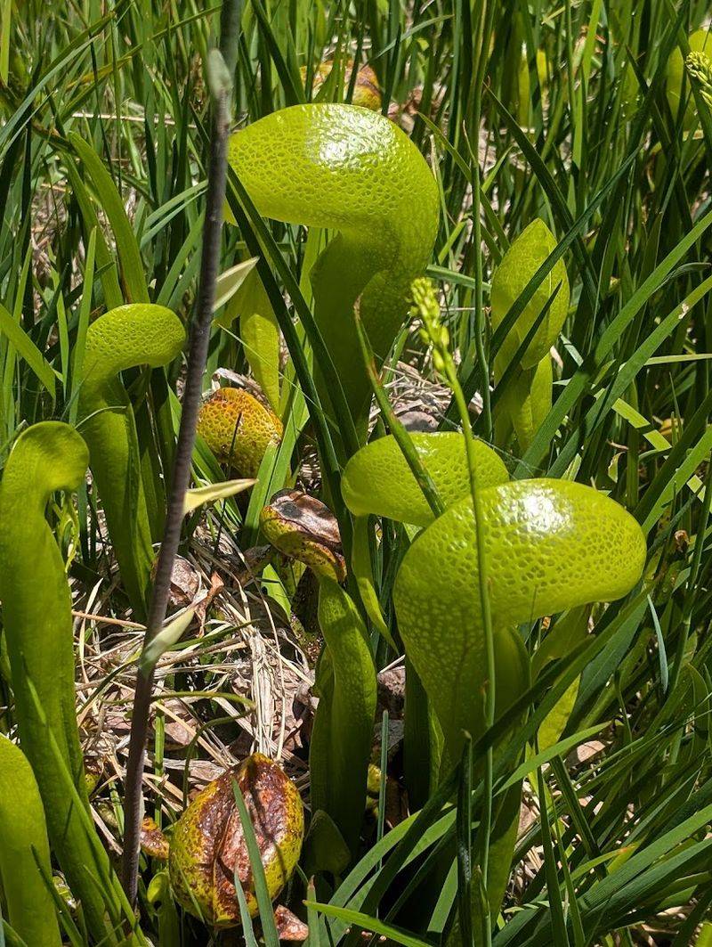 The Butterfly Valley Botanical Area and Its Carnivorous Plants