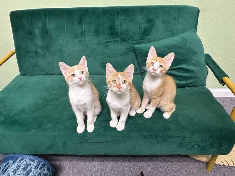 The Cat Lounge Experience That Changes Everything