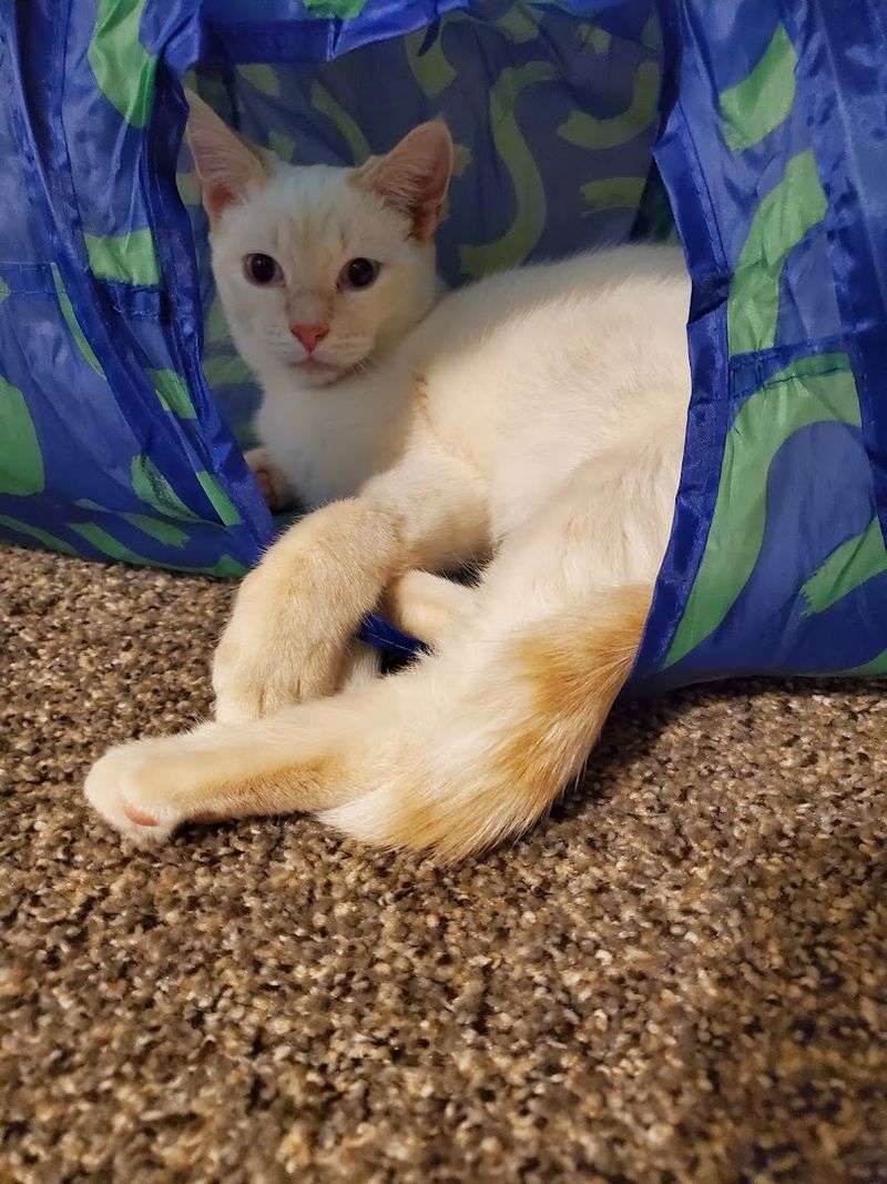 The Cattery: A Feline Haven Like No Other
