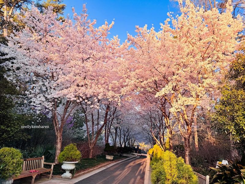 The Cherry Allée Pulls You Right In The Cherry Allée Pulls You Right In