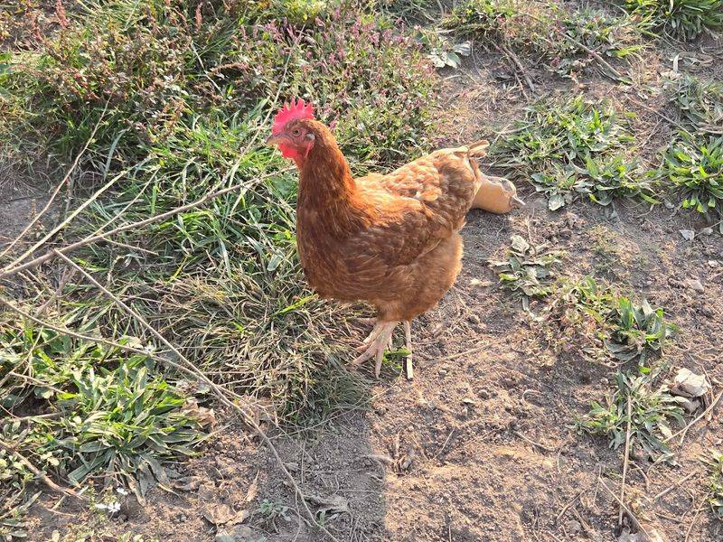 The Chickens Add To The Charm The Chickens Add To The Charm