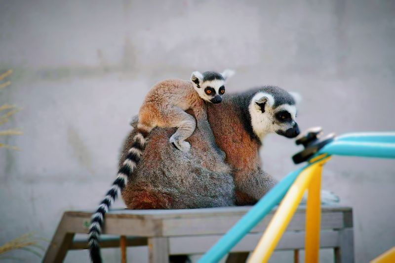 The Cleanliness and Animal Care Standards The Cleanliness and Animal Care Standards