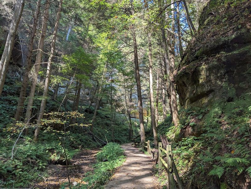The Cold Air, the Ferns, and Why This Ecosystem Feels Different The Cold Air, the Ferns, and Why This Ecosystem Feels Different