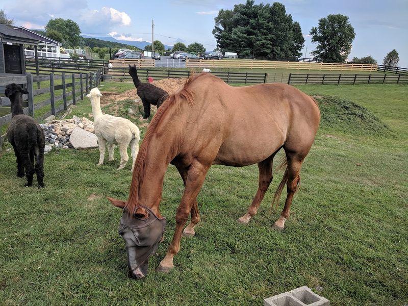The Discovery Area and Animal Encounters the Whole Family Will Love