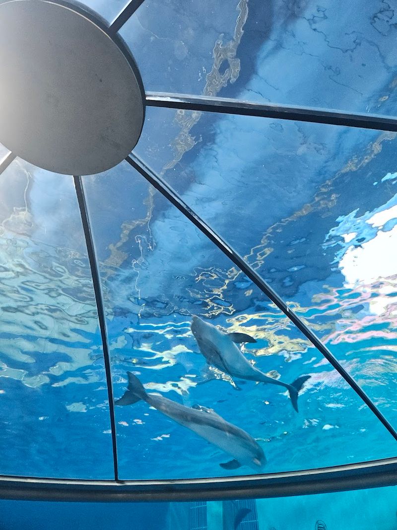 The Dolphin Adventure Dome Underwater Viewing Experience The Dolphin Adventure Dome Underwater Viewing Experience