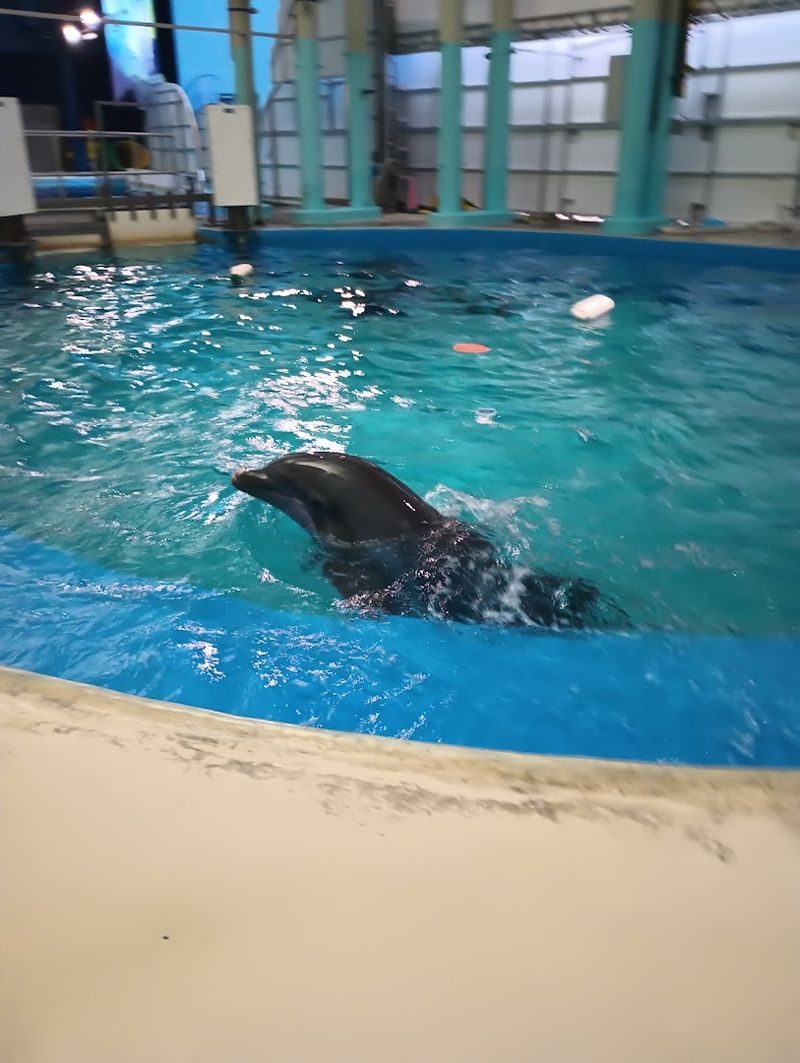 The Dolphin In-Water Adventure Experience The Dolphin In-Water Adventure Experience